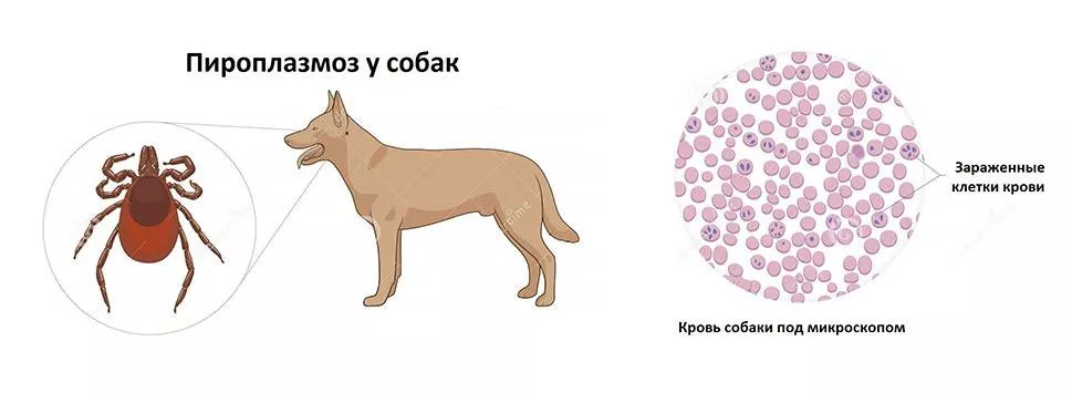 Пироплазмоз у собак: как проявляется и чем опасен